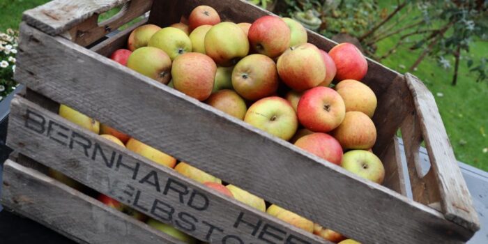 Äpfel Aus  Sicht Der TCM